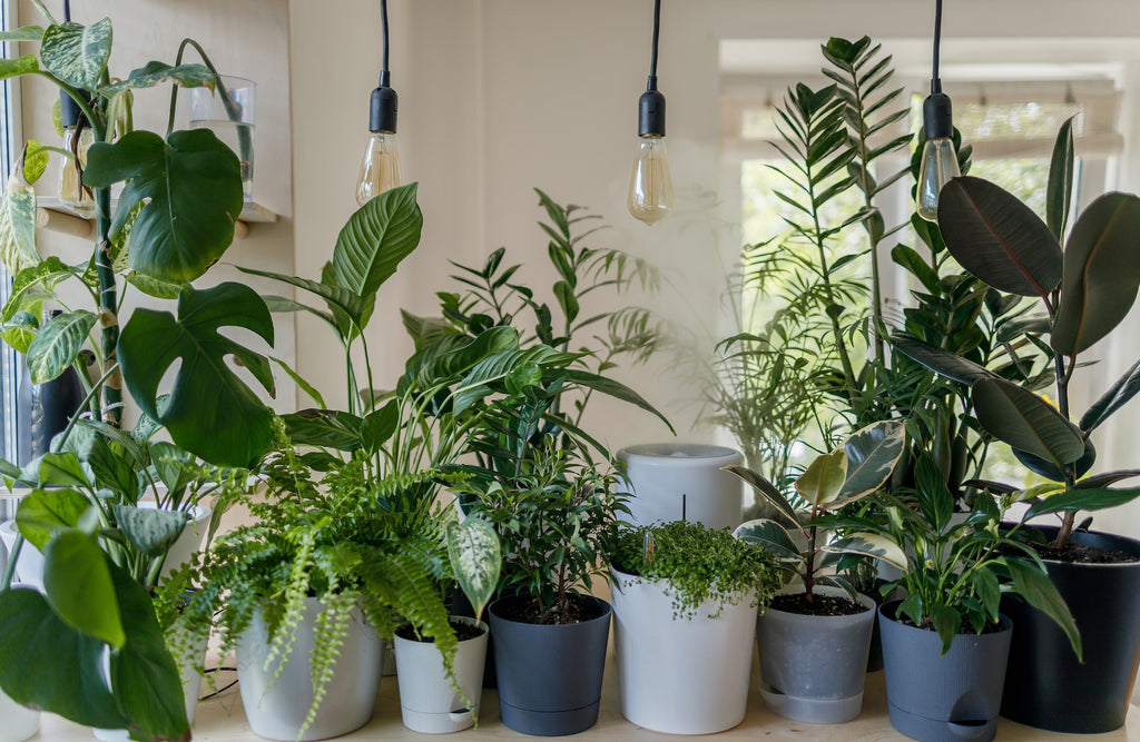 The Healthy Houseplant Growing Guide: Potting, Composting & Watering Tips