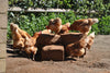 PetFibre 70L Bale