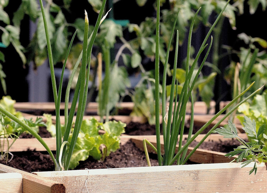 5 Urban Gardening Ideas To Transform Small Outdoor Spaces