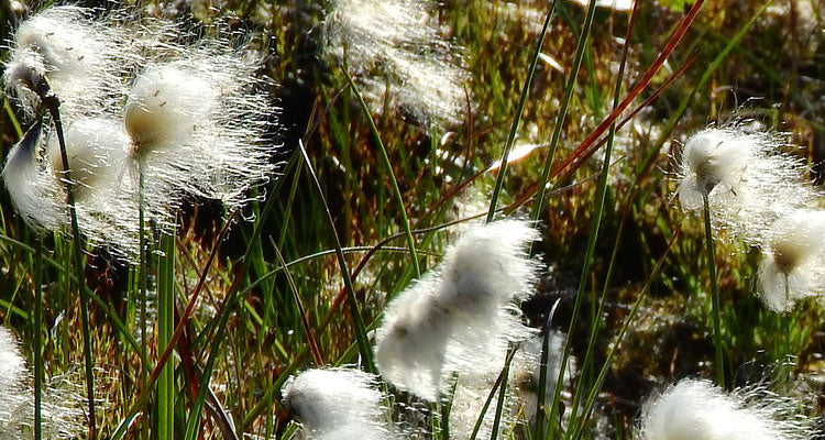 The Secret World Of Peat Bogs - A Quick Guide