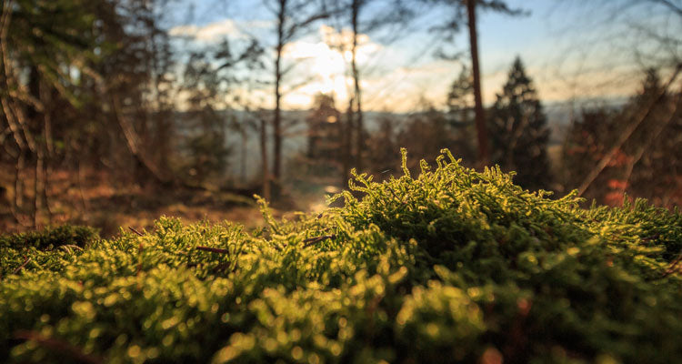 Peat compost alternatives