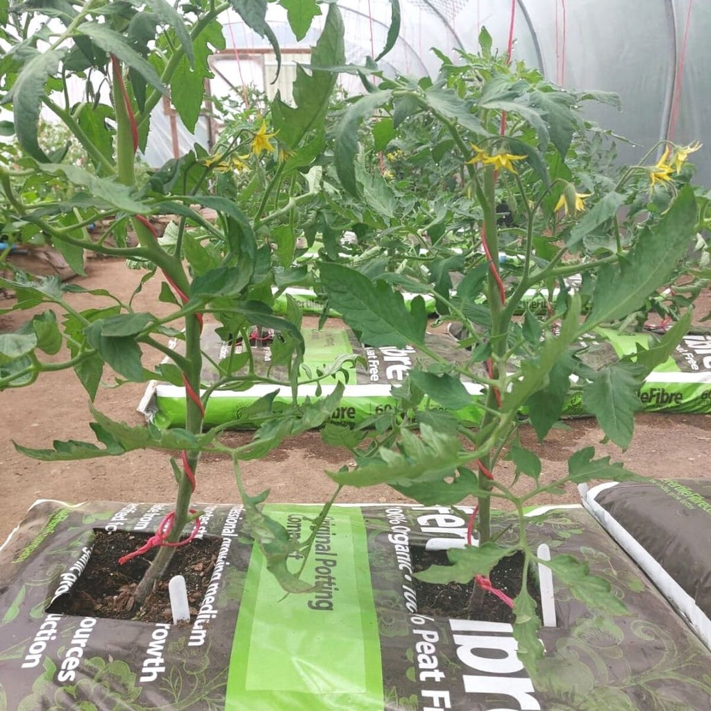 Tomatoes growing well in FertileFibre grow bags