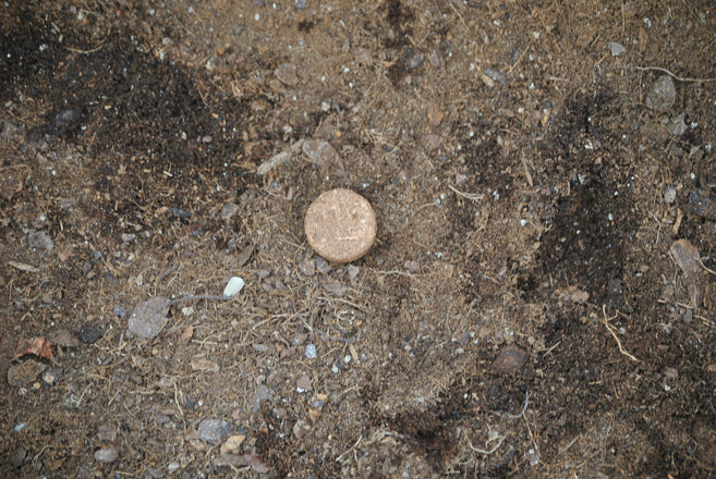 Coir Cocopeat Disc 3cm